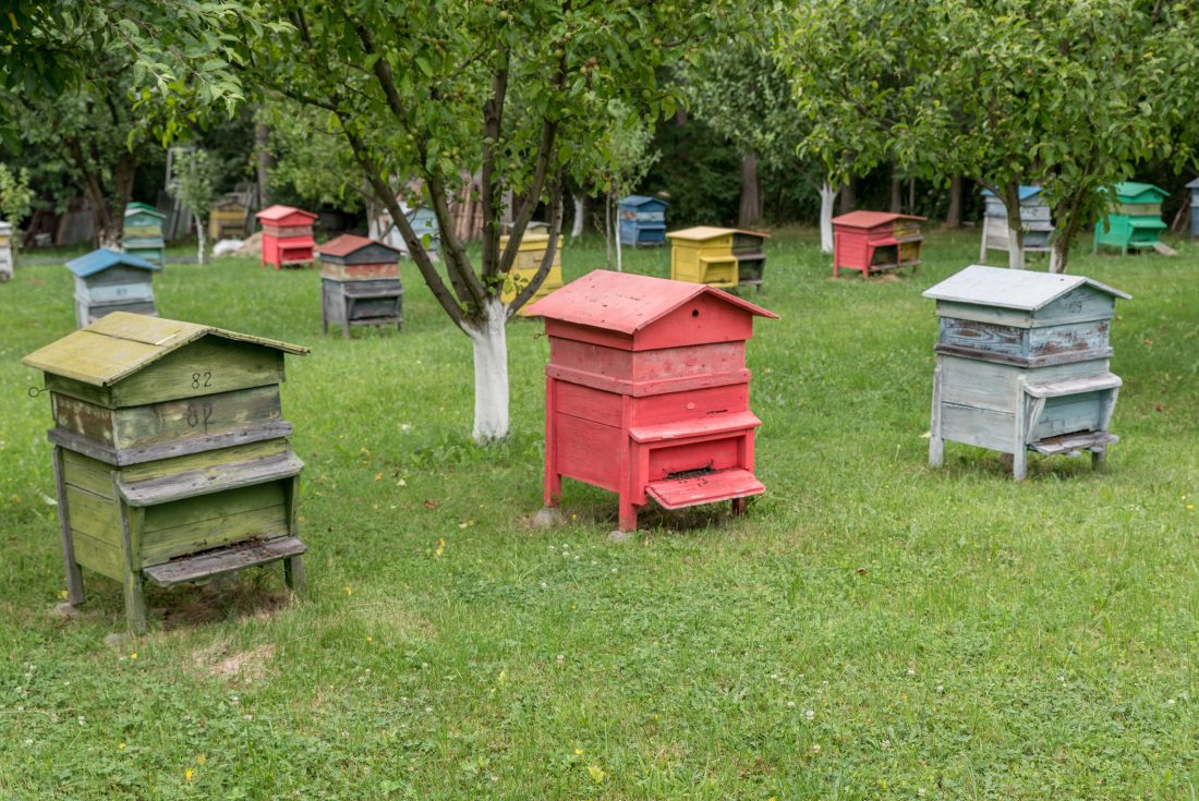 Kam mizí včely?